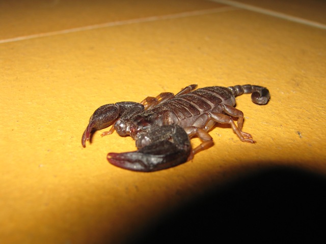 Euscorpius sp.